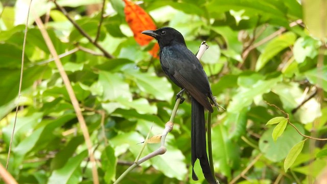 Drongo des Andaman - ML614778561