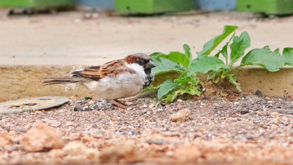 Moineau domestique - ML614778580