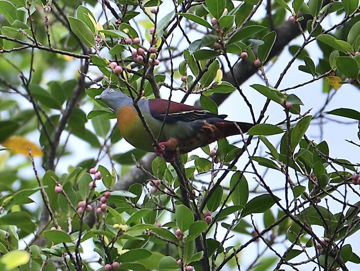 Little Green-Pigeon - ML614778582