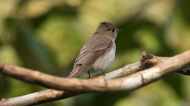 Asian Brown Flycatcher - ML614778587