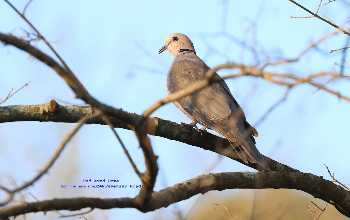 Red-eyed Dove - Argrit Boonsanguan