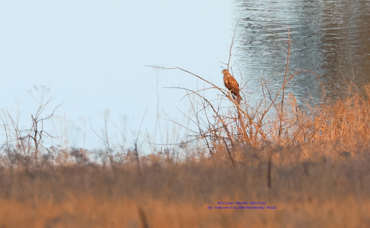 African Marsh Harrier - Argrit Boonsanguan