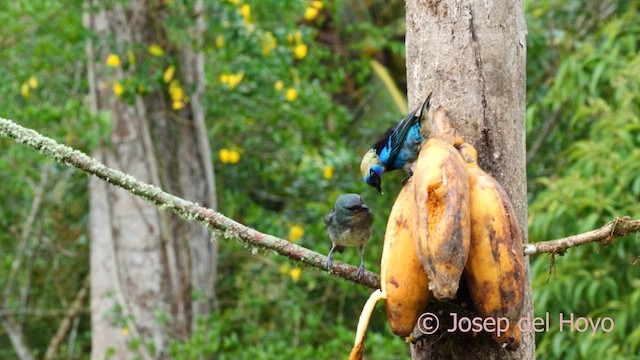 Golden-hooded Tanager - ML614778684