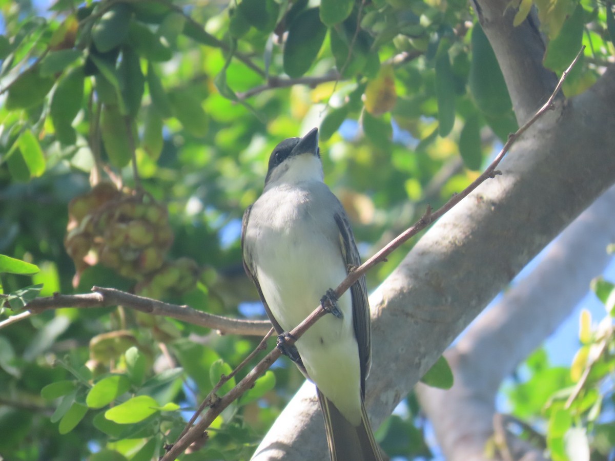 Gray Kingbird - ML614778722