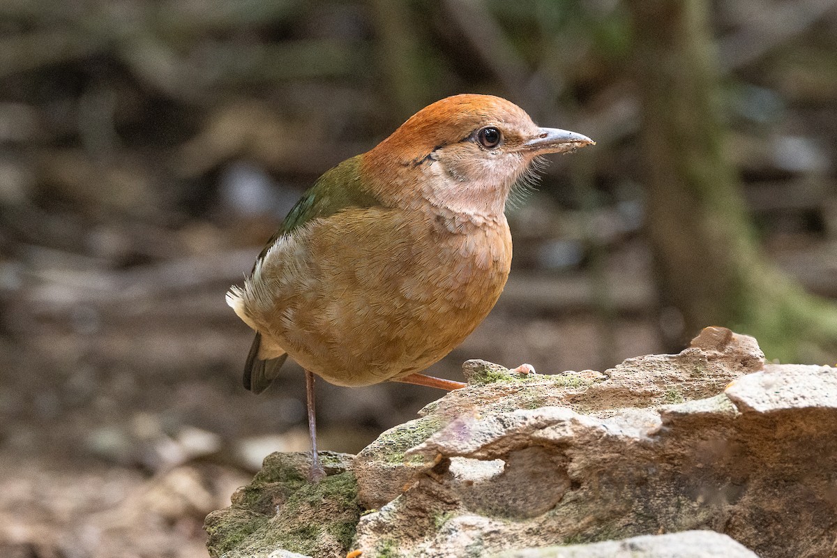 Rusty-naped Pitta - Francesco Veronesi