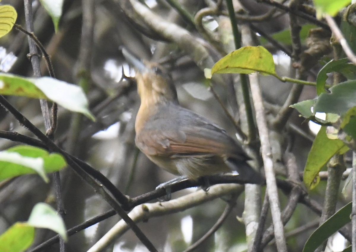 Spot-winged Antshrike - ML614778754