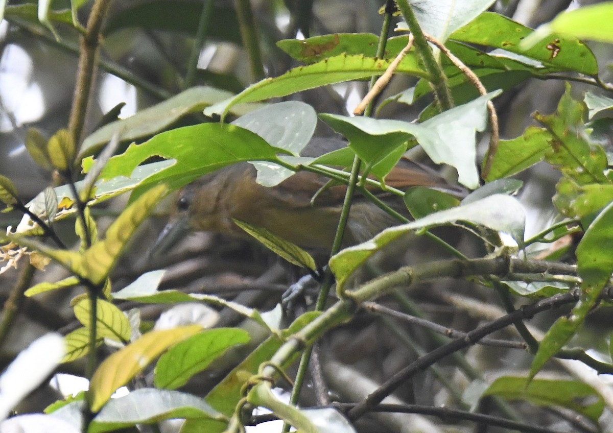 Spot-winged Antshrike - ML614778758