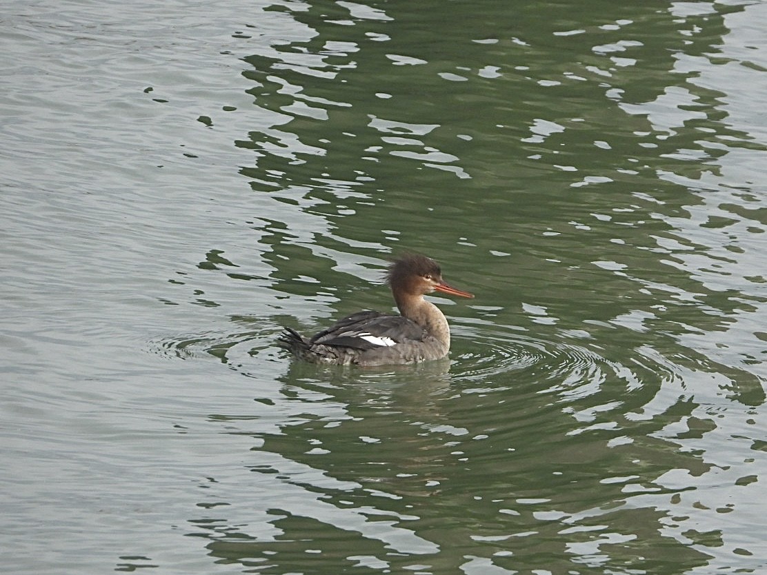 Red-breasted Merganser - ML614778761