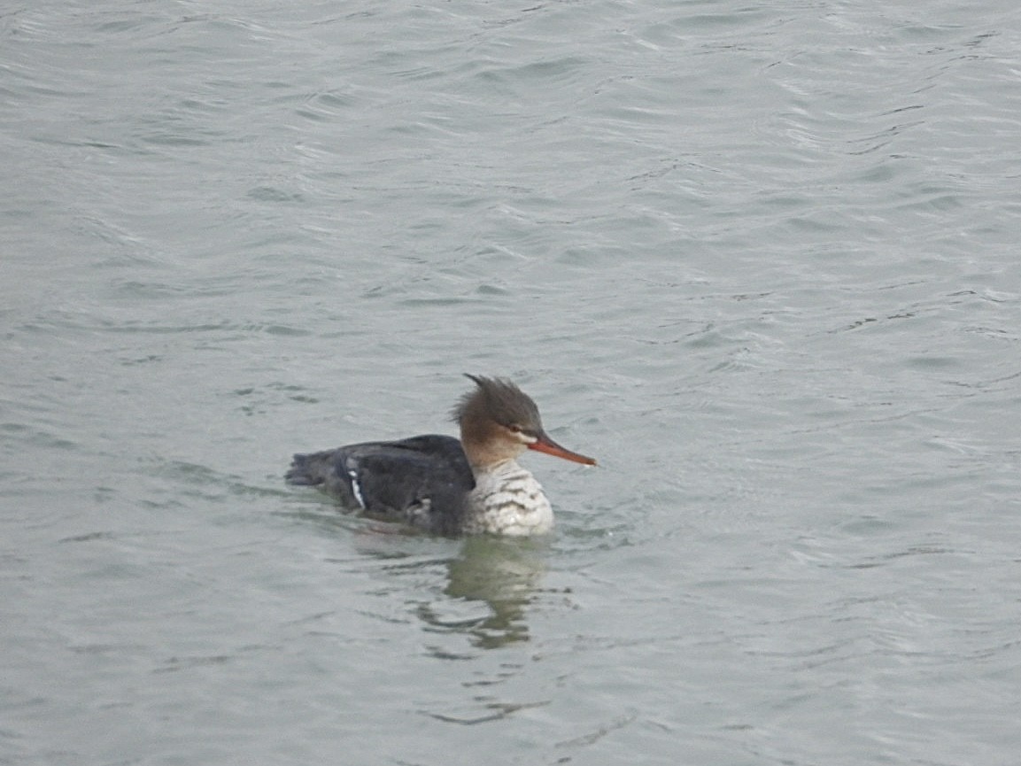 Red-breasted Merganser - AC Verbeek