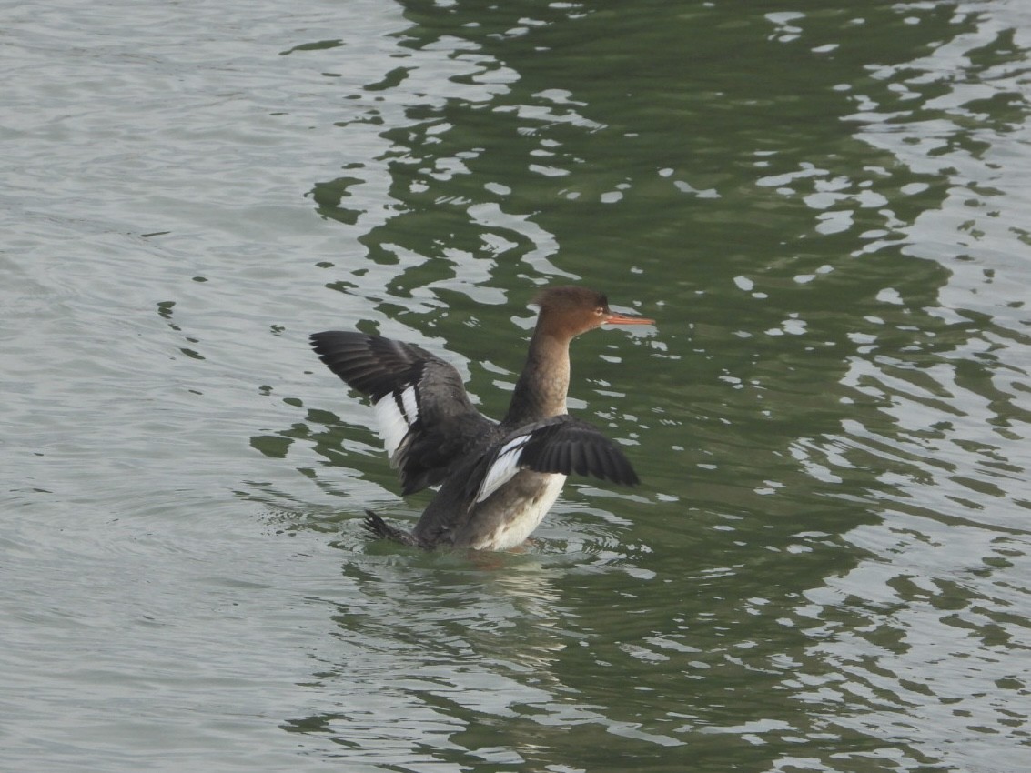 Red-breasted Merganser - ML614778763