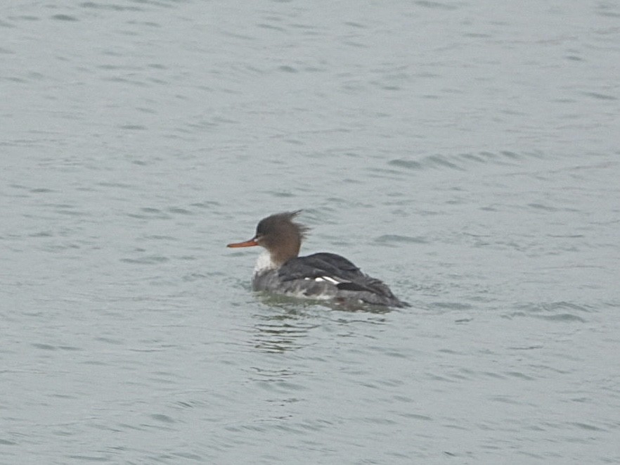 Red-breasted Merganser - ML614778764