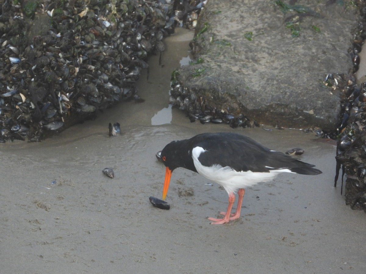 Eurasian Oystercatcher - AC Verbeek