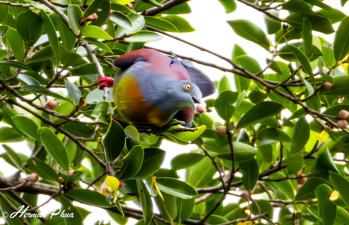 Little Green-Pigeon - ML614778778