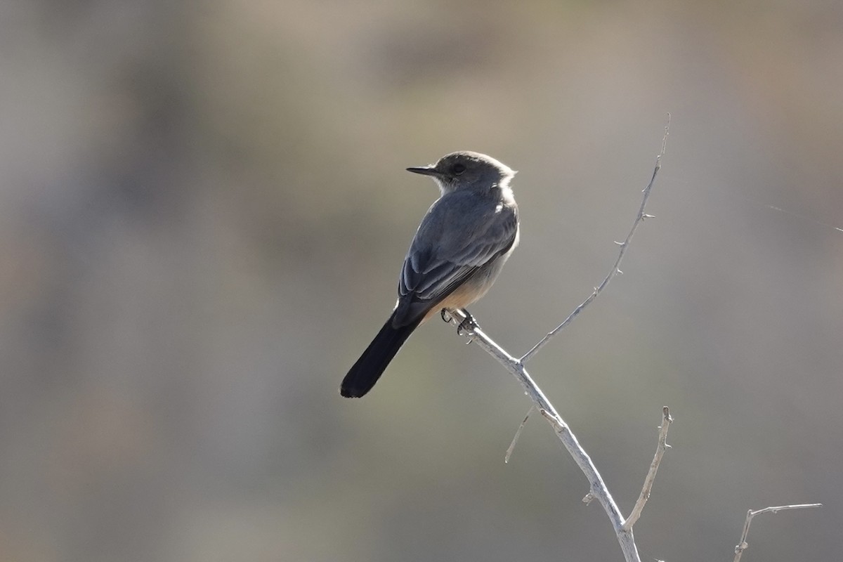 Say's Phoebe - ML614778793