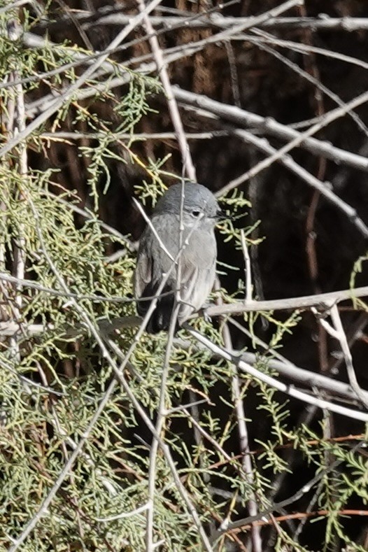 Blue-gray Gnatcatcher - Anonymous