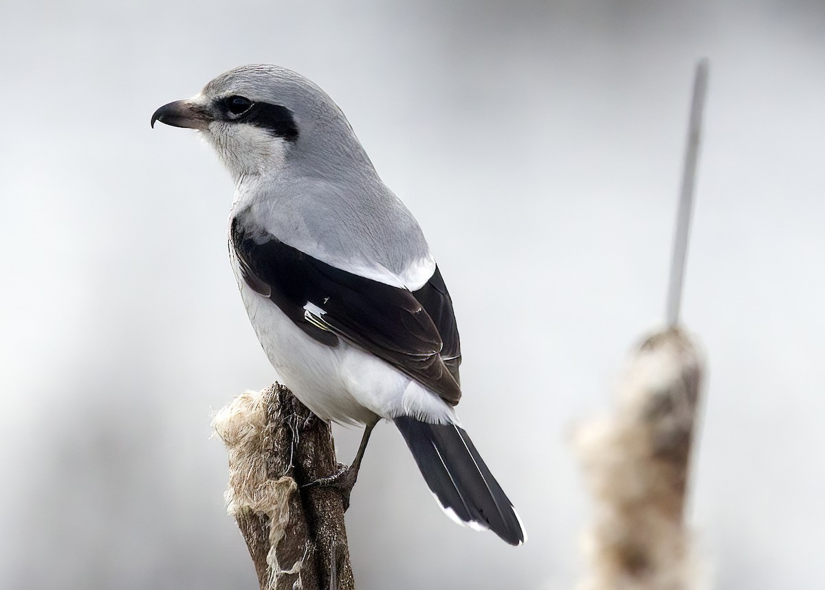 Northern Shrike - Gregory Johnson