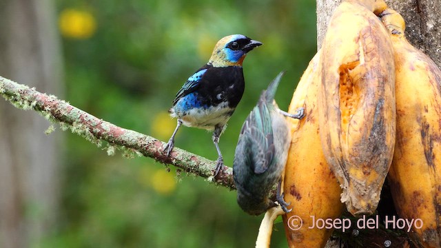 Golden-hooded Tanager - ML614778962