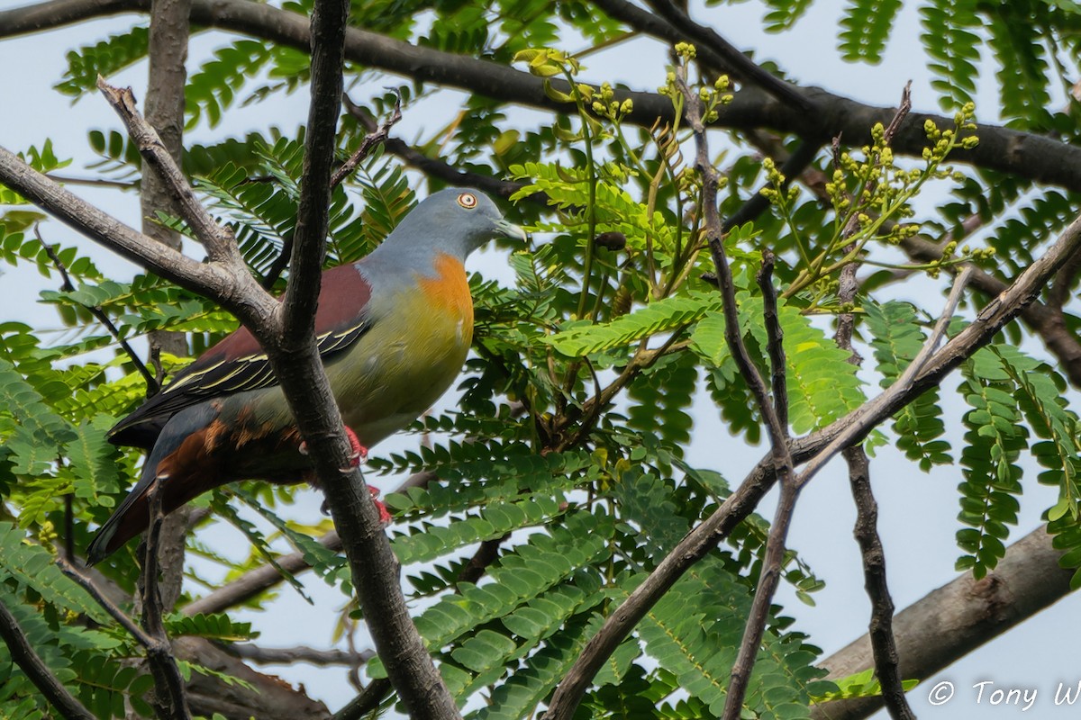 Little Green-Pigeon - ML614778963