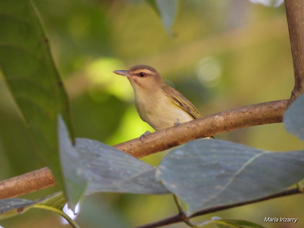 Black-whiskered Vireo - ML614778991