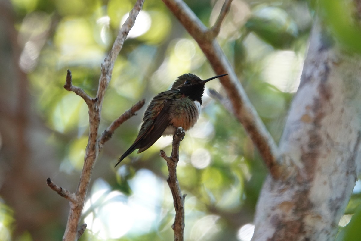 Colibri des Bahamas - ML614779005