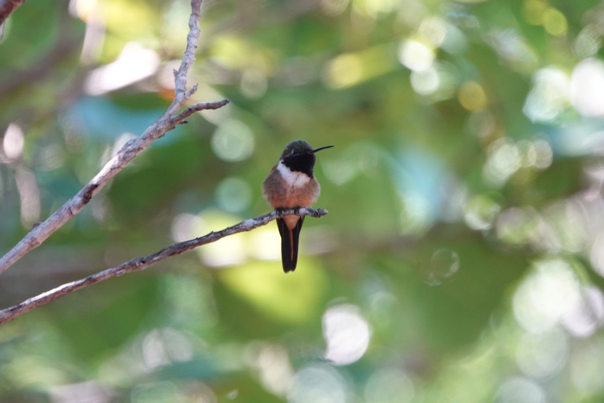 Colibri des Bahamas - ML614779007