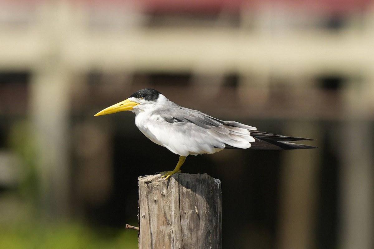 Large-billed Tern - ML614779031