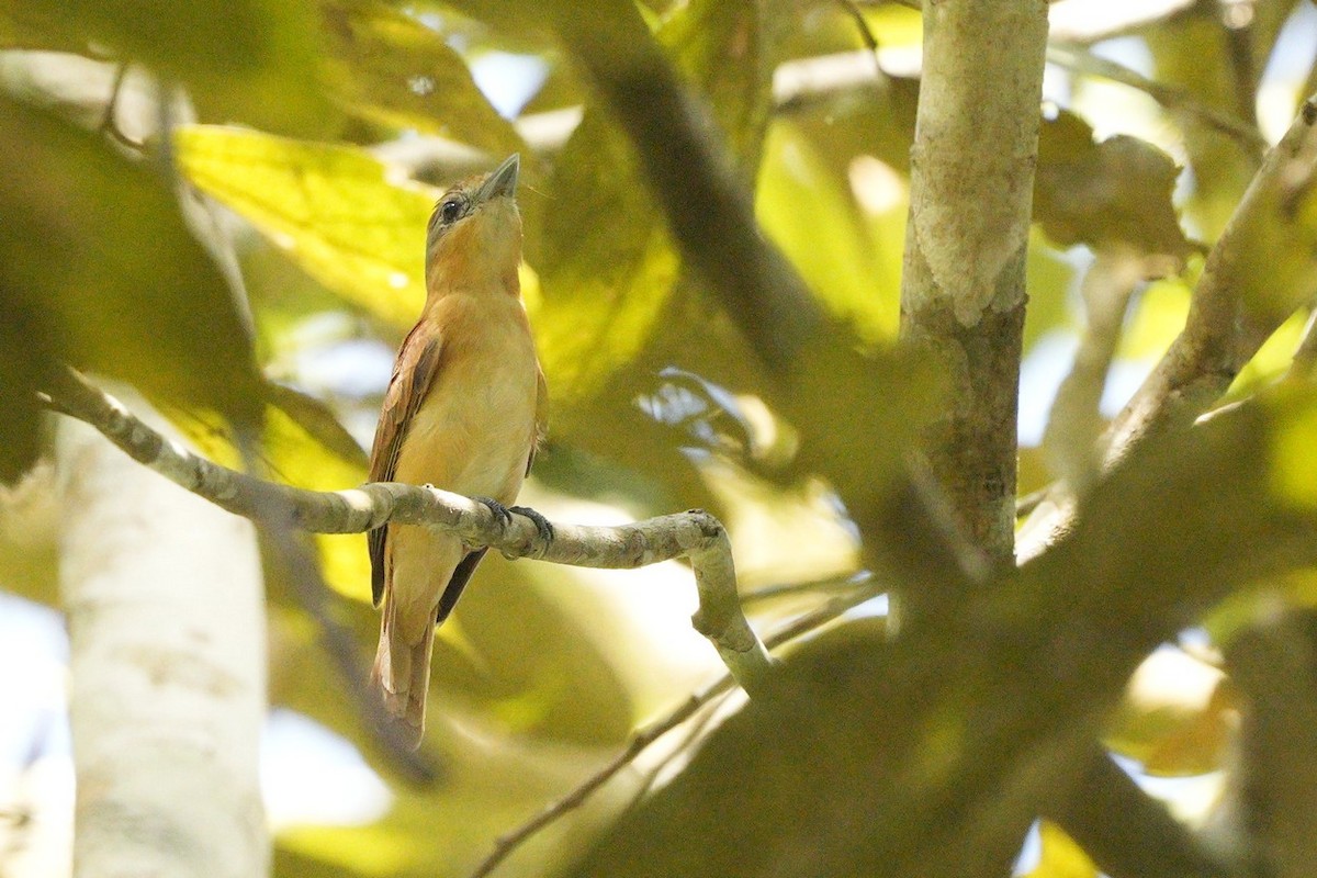 Chestnut-crowned Becard - ML614779071