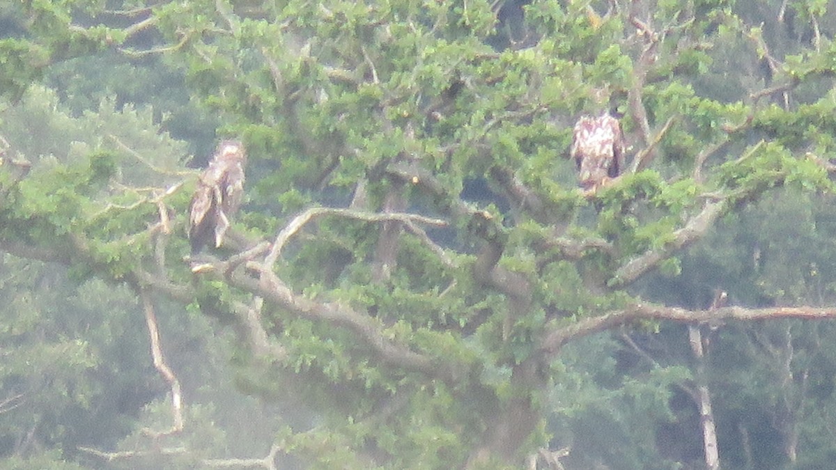 White-tailed Eagle - ML614779078