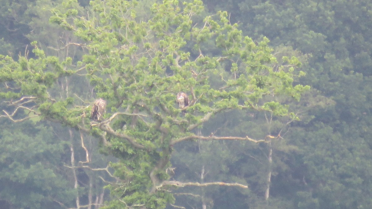 White-tailed Eagle - ML614779079