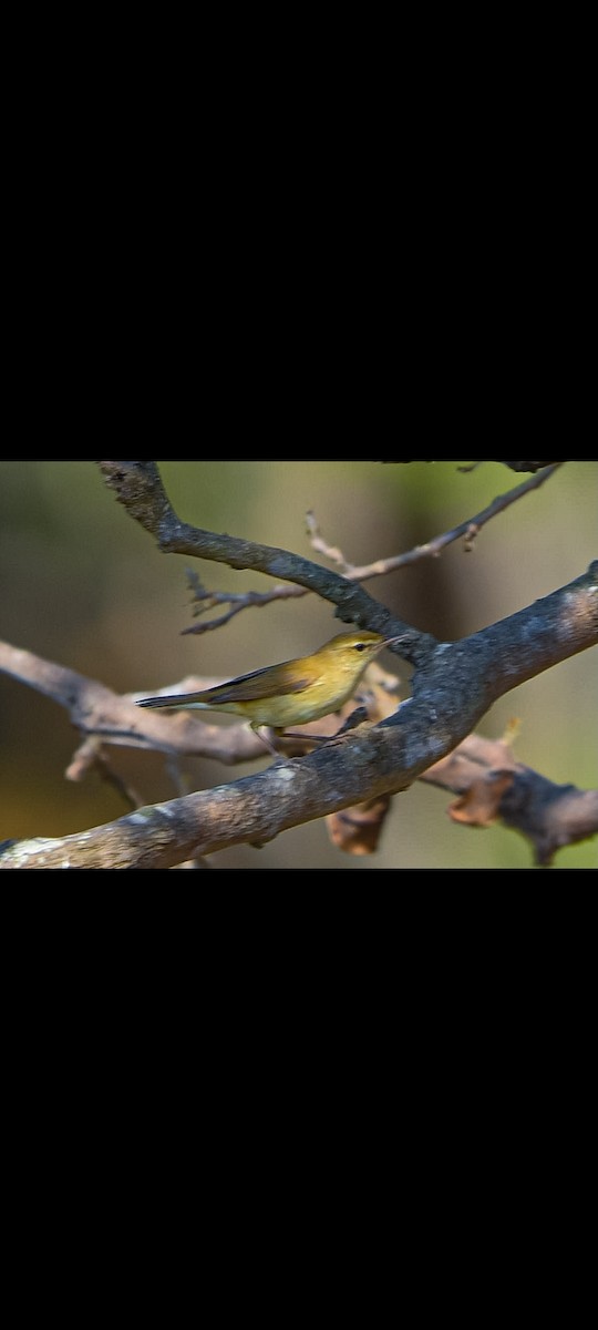 Бутны охил бялзуухай - ML614779102