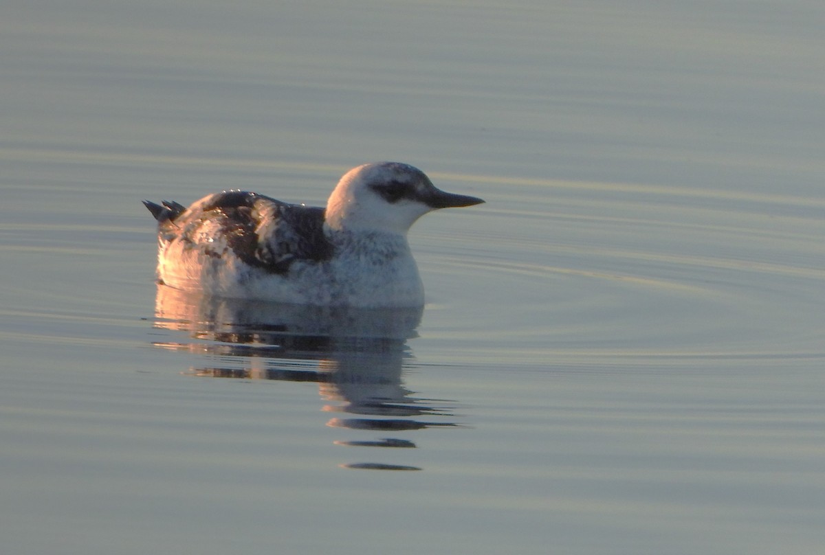 Black Guillemot - ML614779177