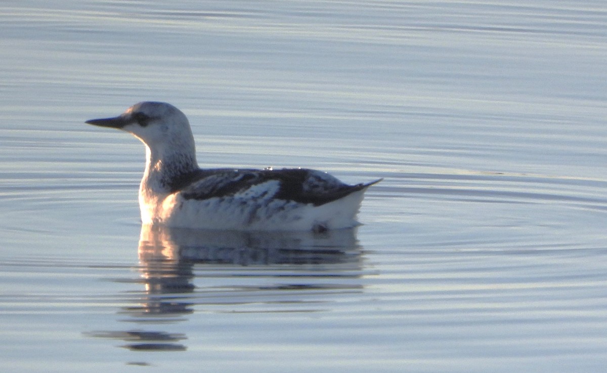 Black Guillemot - ML614779178