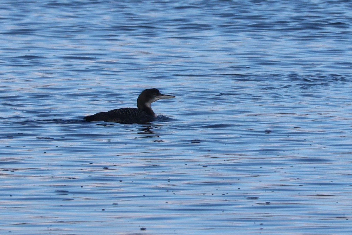 Common Loon - ML614779241