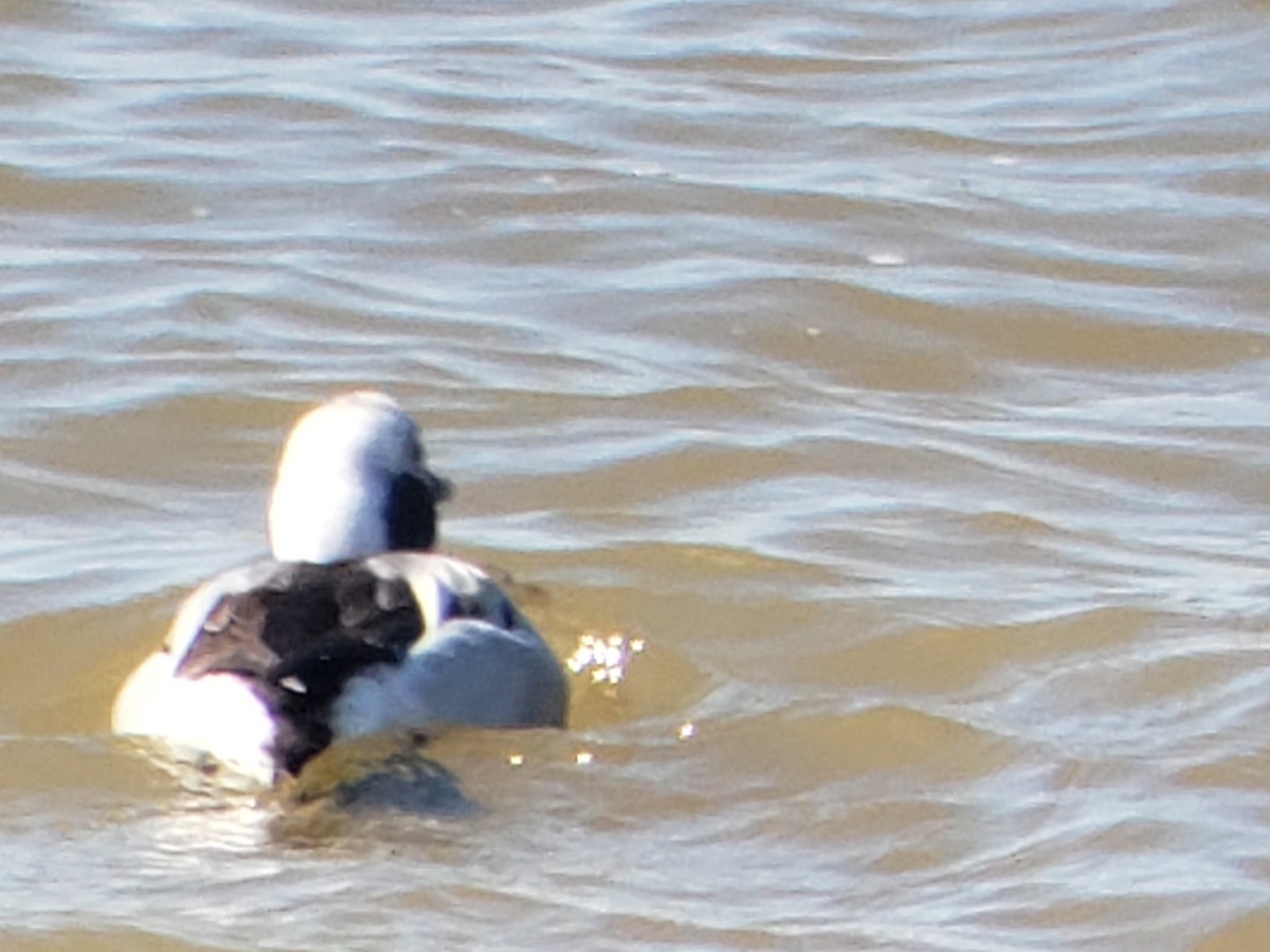 Long-tailed Duck - ML614779266