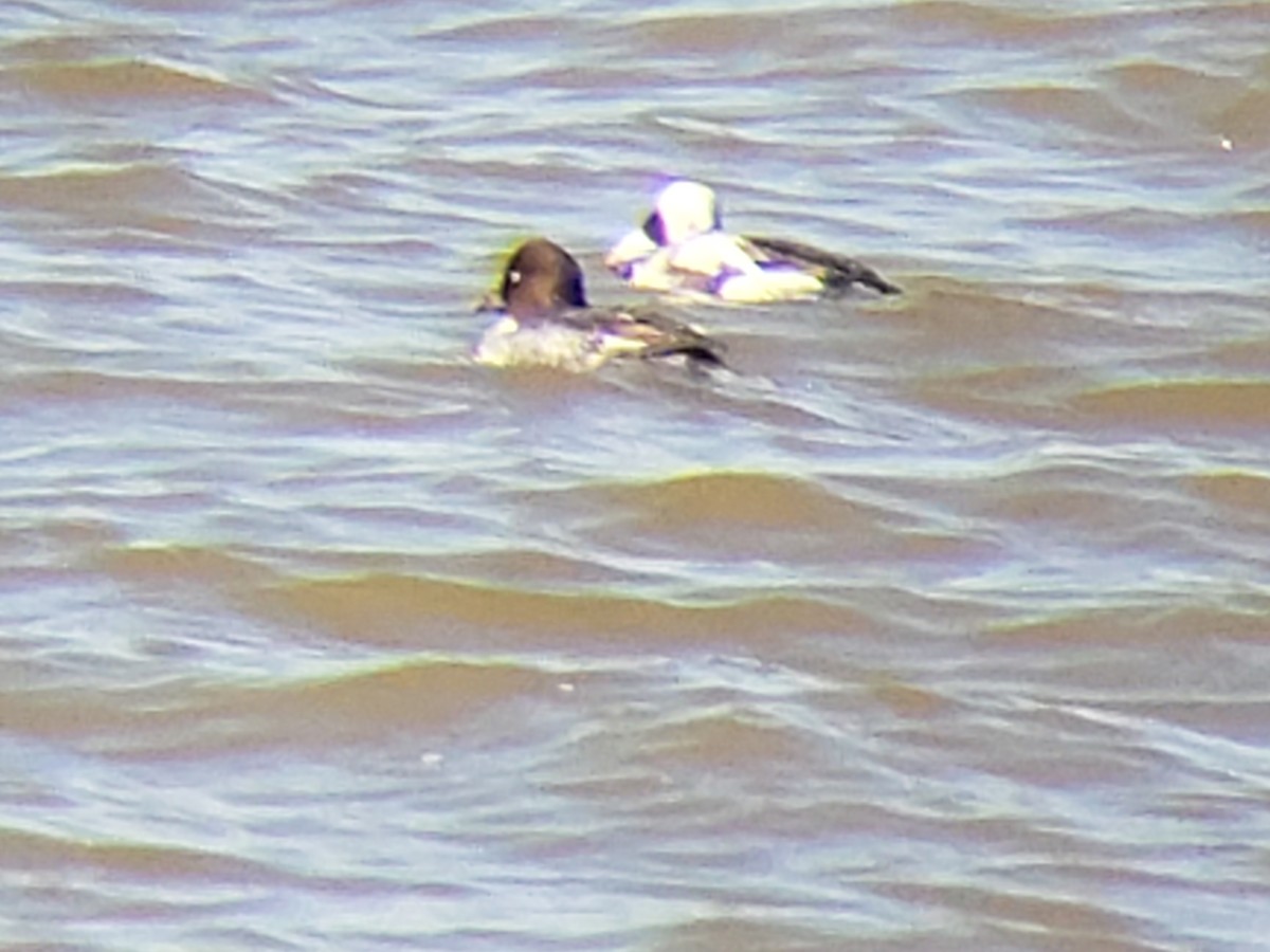 Long-tailed Duck - ML614779267