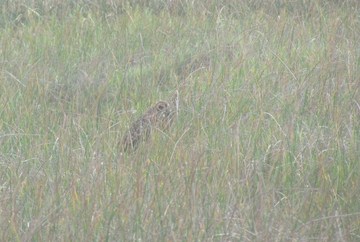 Short-eared Owl - ML614779275