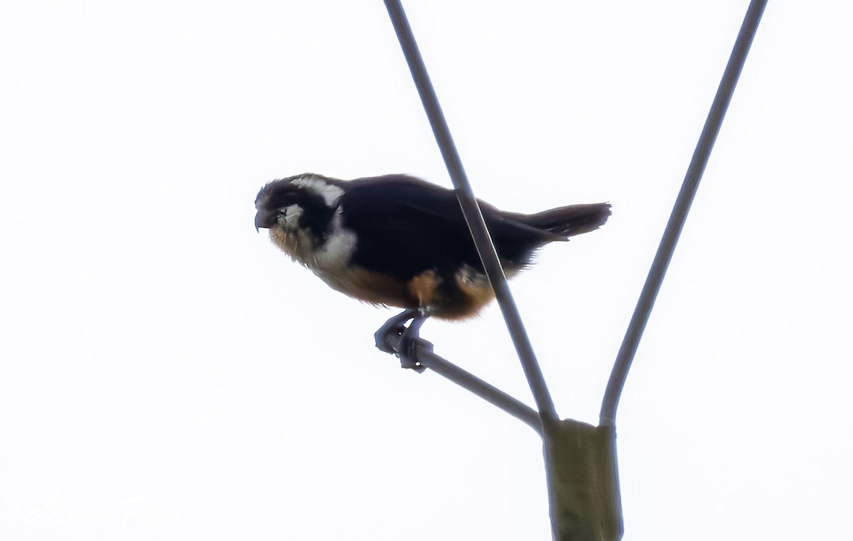 Black-thighed Falconet - ML614779292