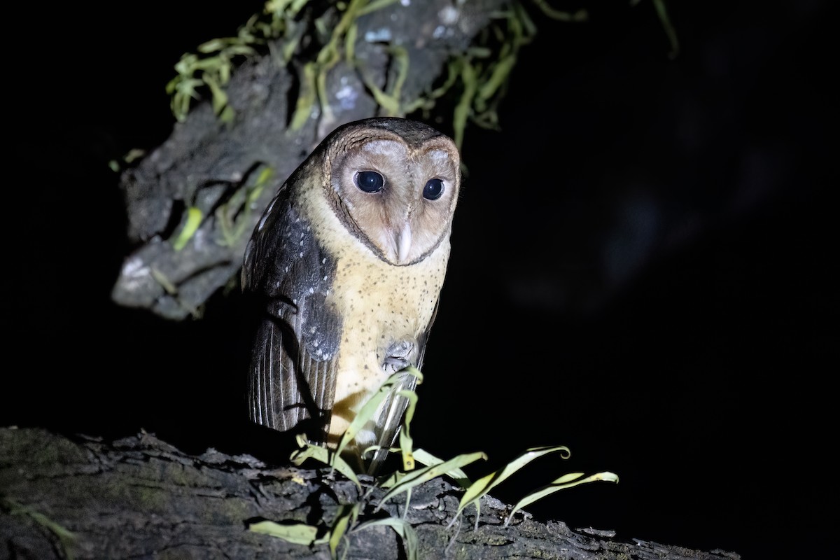 Andaman Masked-Owl - Kalpesh Krishna