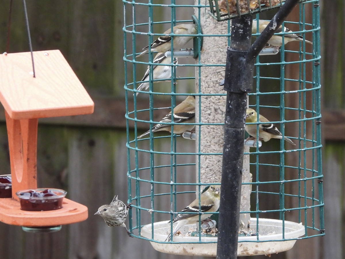 American Goldfinch - Karen & Tom Beatty