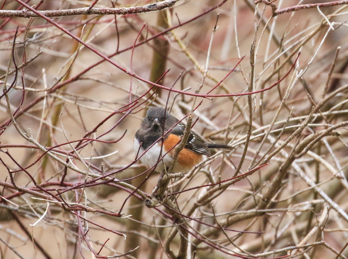 Spotted Towhee - ML614779410