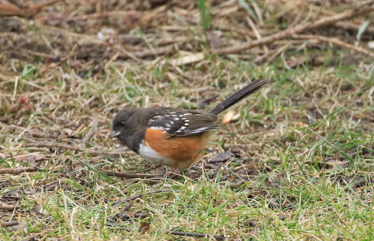 Spotted Towhee - ML614779411