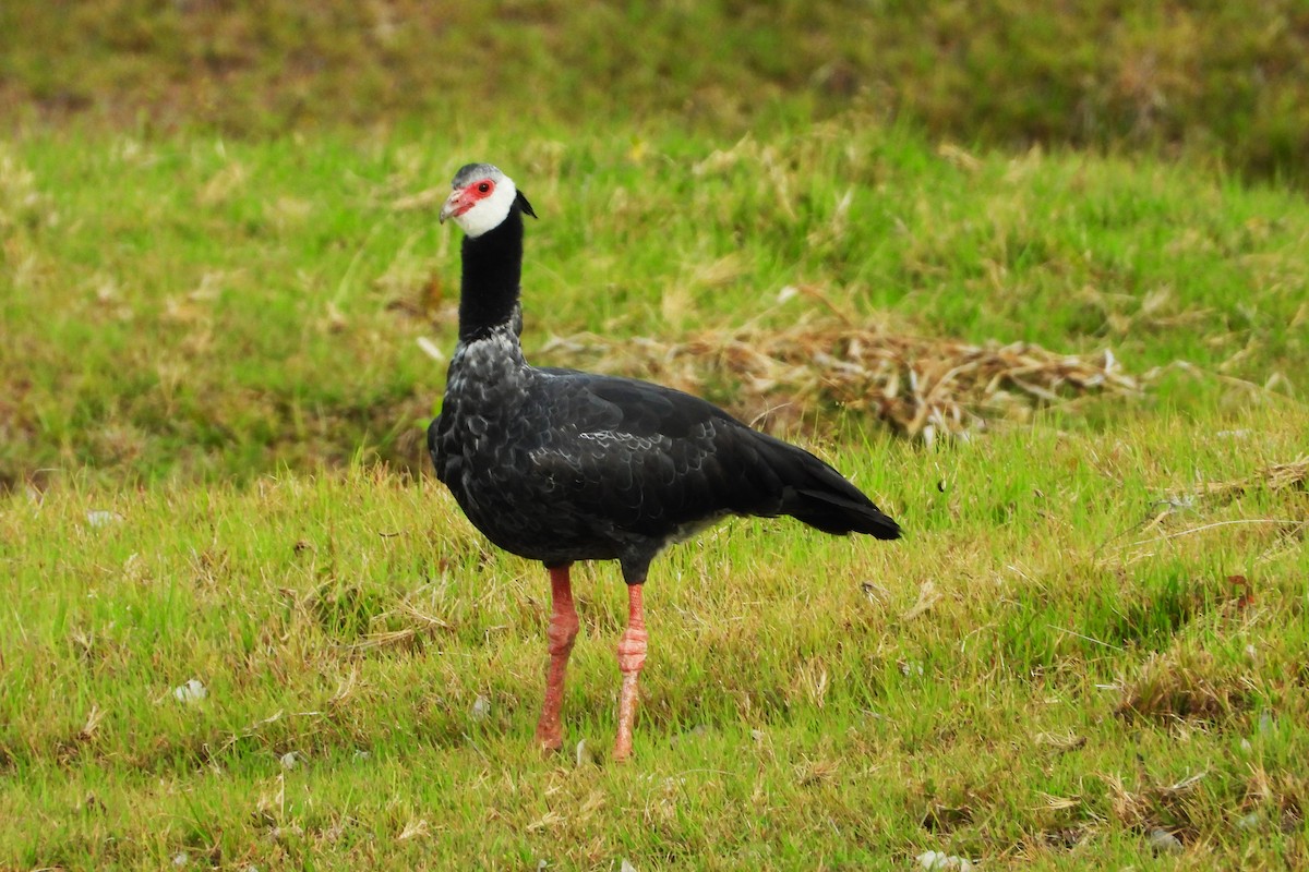 Weißwangen-Wehrvogel - ML614779466