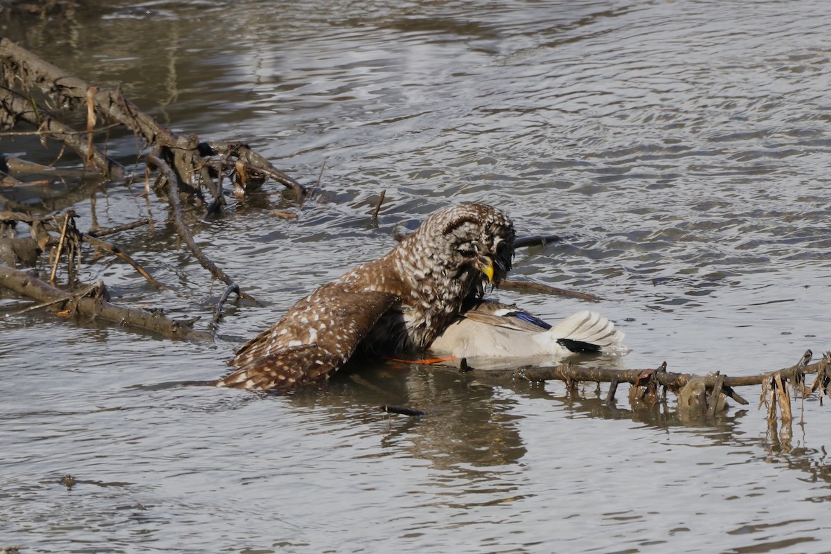 Barred Owl - ML614779479