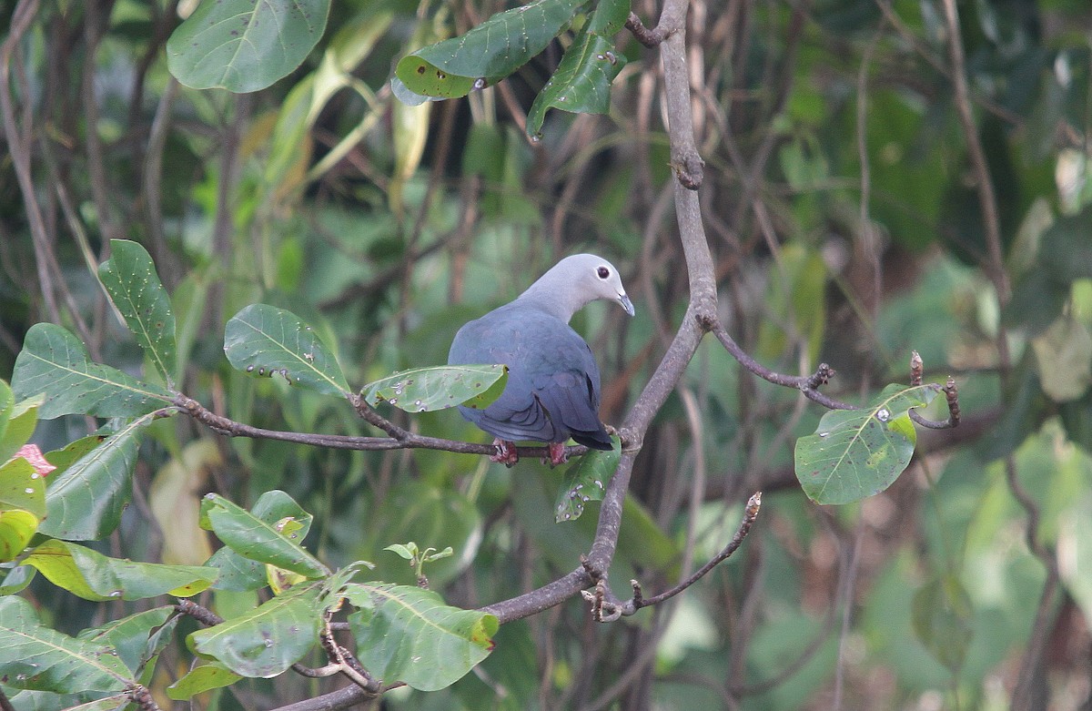 Island Imperial-Pigeon - Neil Osborne