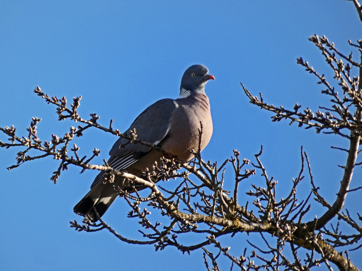 Common Wood-Pigeon - ML614779539