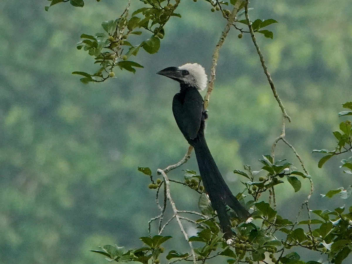 Western Long-tailed Hornbill - ML614779555