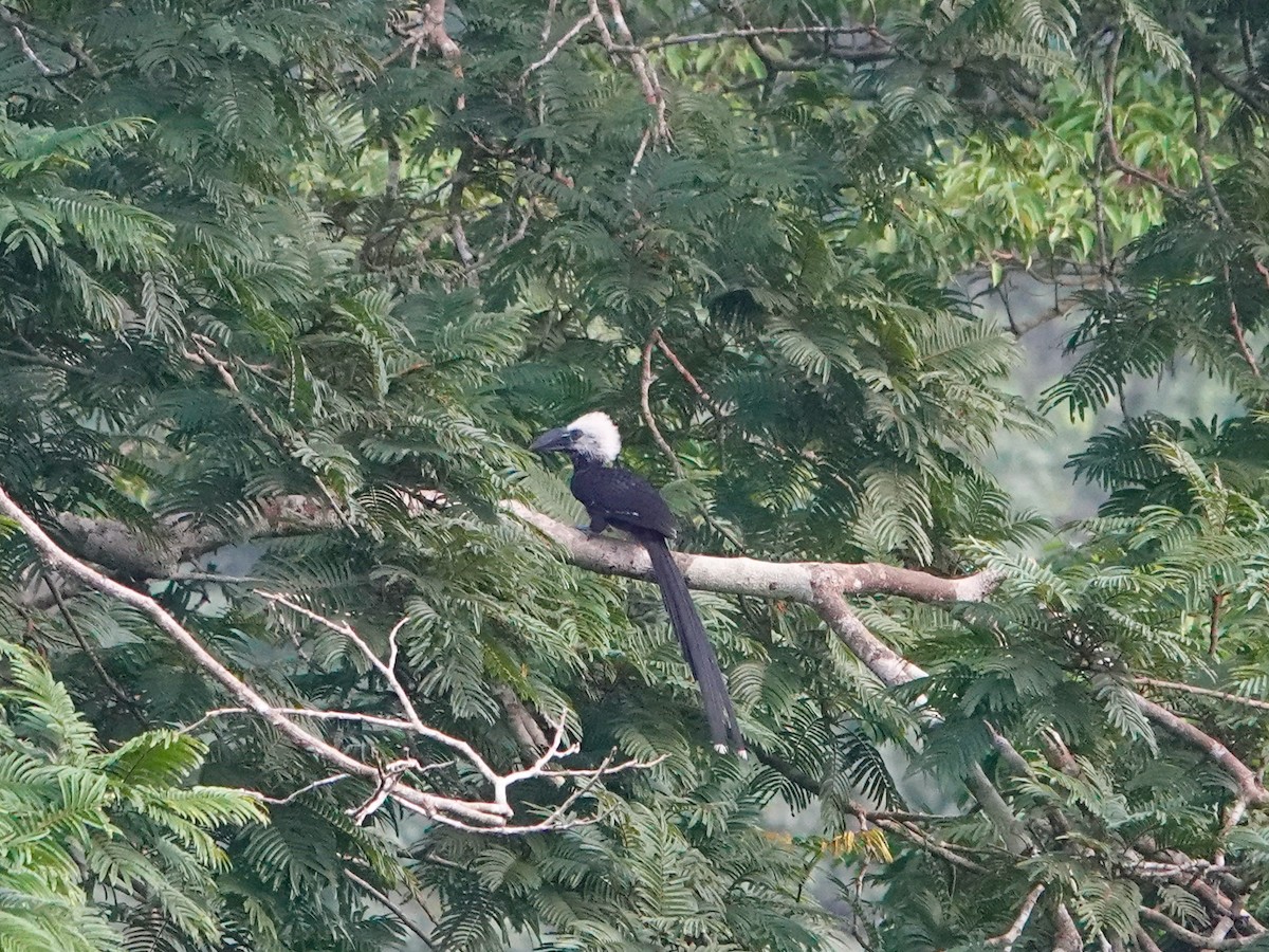 Western Long-tailed Hornbill - ML614779556