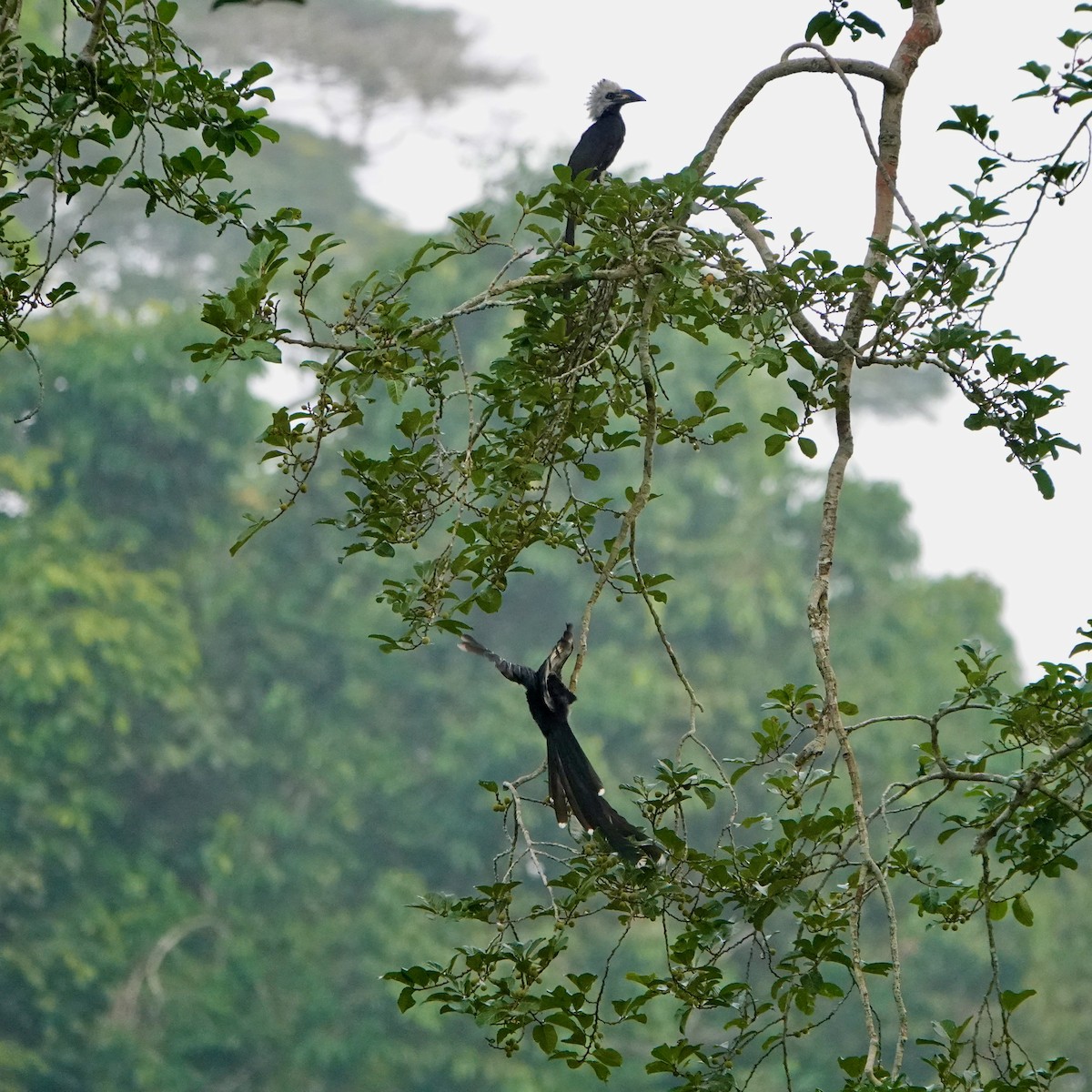 Western Long-tailed Hornbill - ML614779559