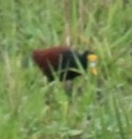 Northern Jacana - ML614779581