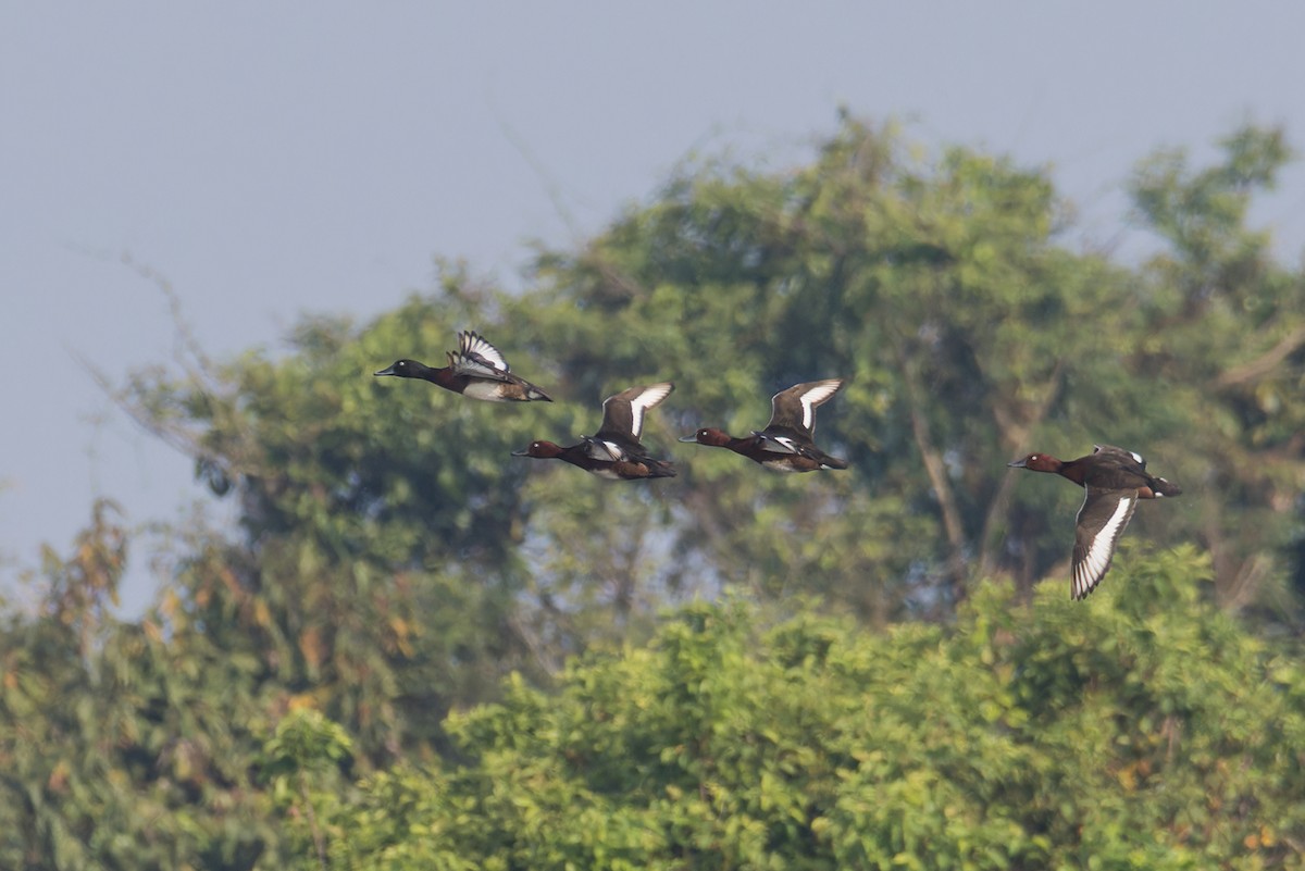 Baer's Pochard - ML614779587